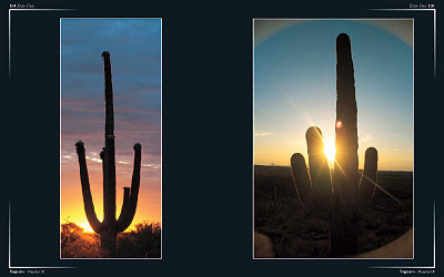 Saguaro