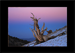 Bristlecone Pine - Californie - Etats-Unis